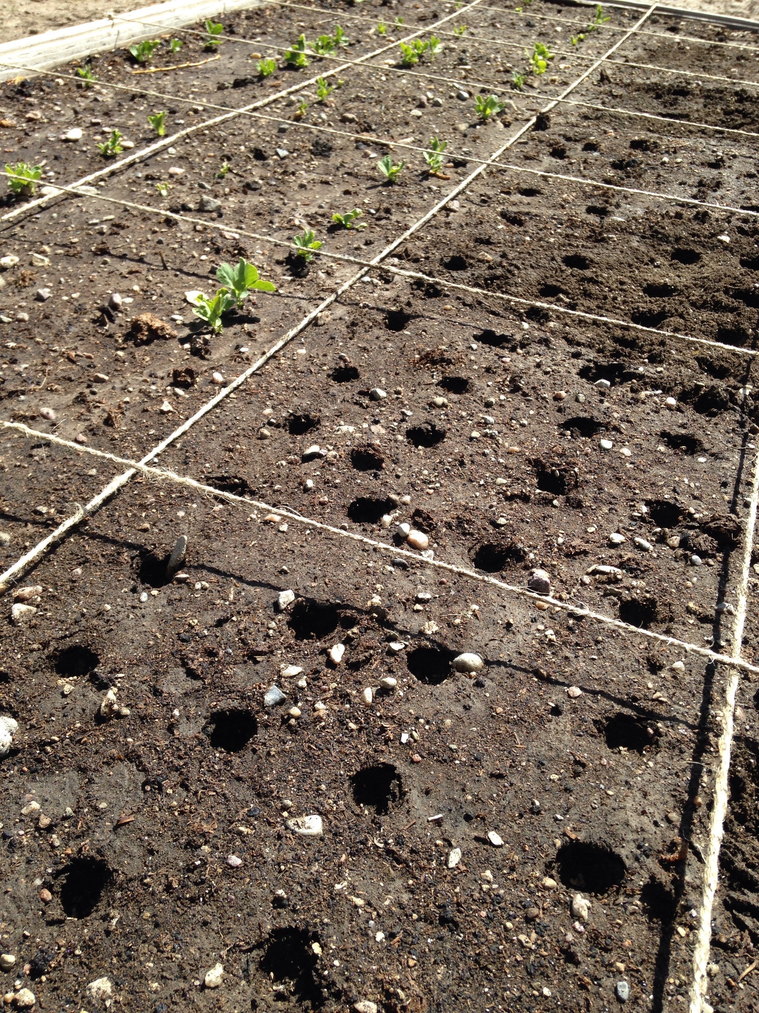 How I Plant My Square Foot Garden Simple Life By Kels