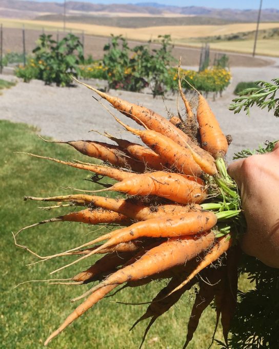 carrots simple life by kels
